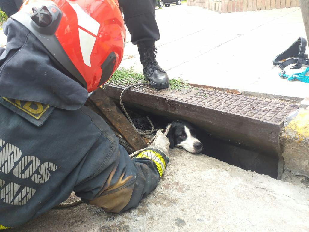 Bomberos de la Ciudad rescataron a dos perros atrapados en una alcantarilla