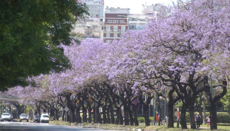 La Ciudad se tiñe de lila con más de 15 mil jacarandaes. Foto: archivo web GCBA.