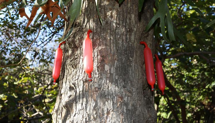 Cada jeringa inyecta en el árbol un insecticida líquido y se desinfla a medida que la droga ingresa en el ejemplar.