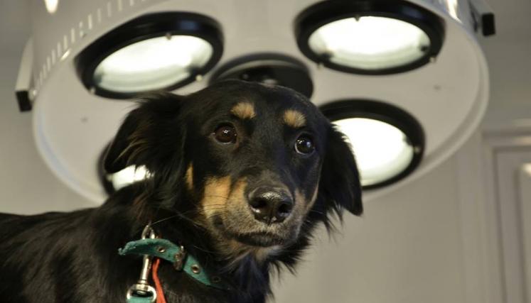 Nuevo portal fijo de atención veterinaria. Foto: Mascotas de la Ciudad/GCBA.