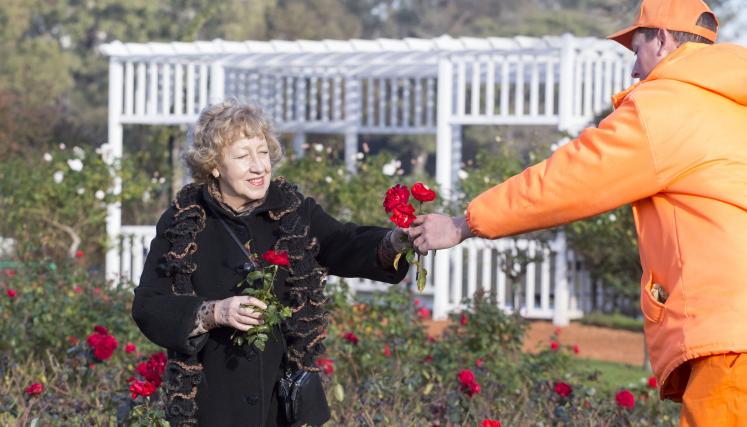 Los vecinos podrán acercarse a los jardineros y pedirles que les entreguen algunas de las rosas podadas.