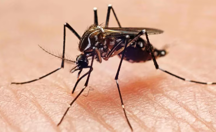 Docentes se capacitan para prevenir la propagación del dengue