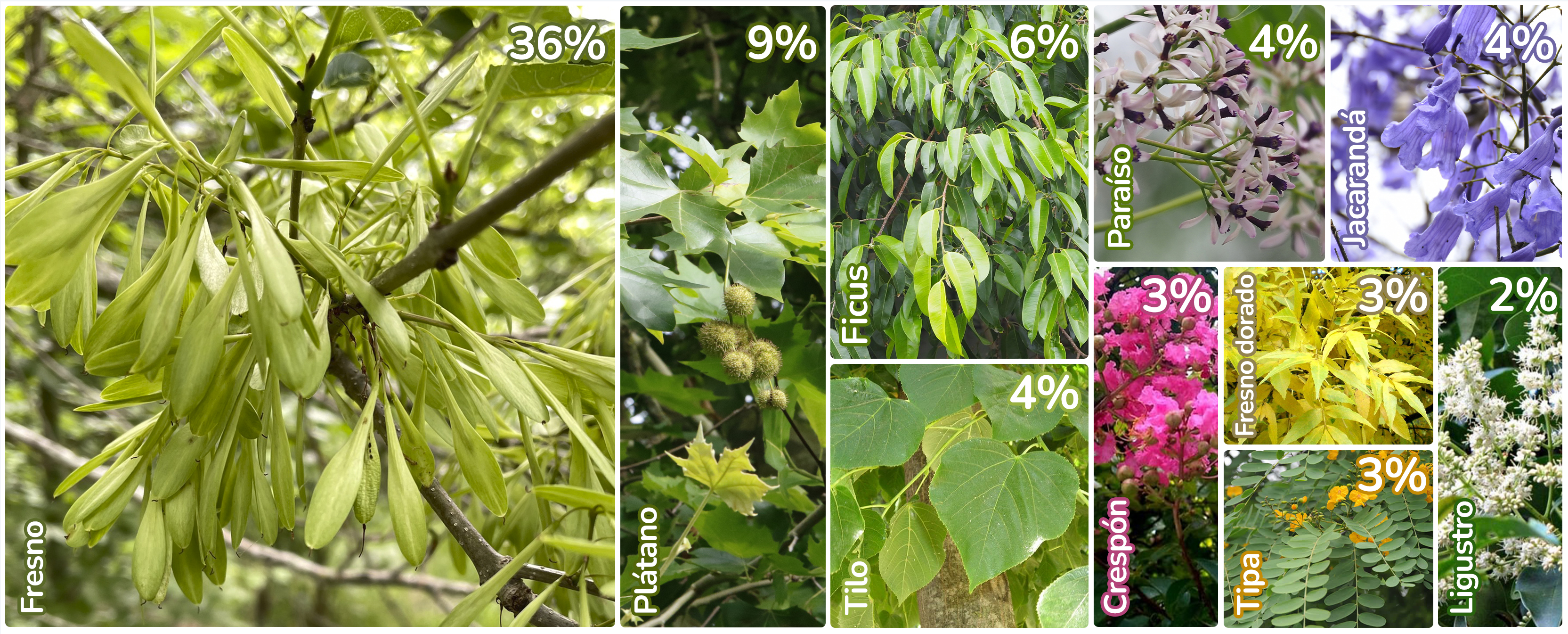 En la imagen se observan imágenes de las especies más utilizadas como arbolado de vereda