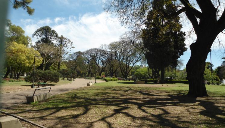 Sombras de árboles en el parque