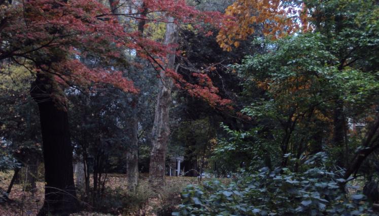Un rincón del Jardín con su coloración otonial encendida de rojo por el  Acer Palmatum. 