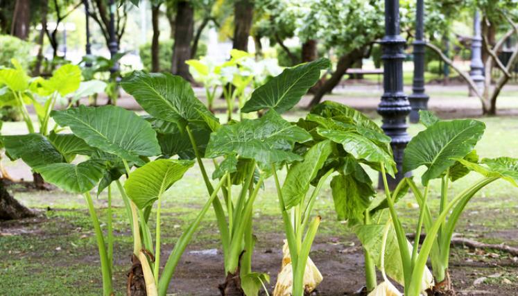 Cursos gratuitos de Botánica en el Parque Avellaneda