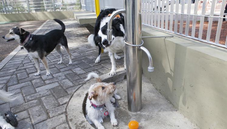 Atención gratuita para mascotas en Balvanera, Boedo y Villa Urquiza