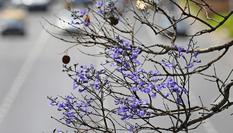 Florecen los jacarandás y una sinfonía azul violácea tiñe la Ciudad   