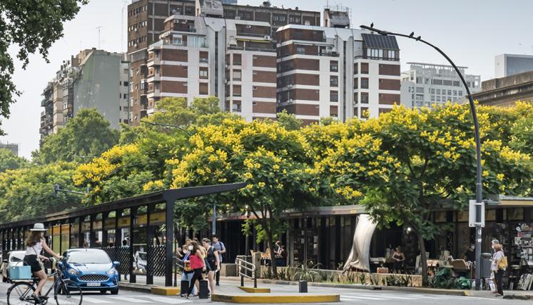 Espectacular florecimiento de los Ibirapitá en Buenos Aires